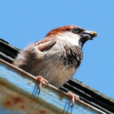 avatar for sparrowsion@queer.party