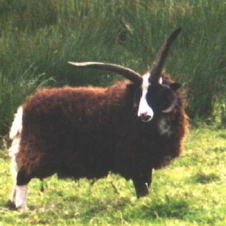 avatar for truculentsheep@mastodon.org.uk