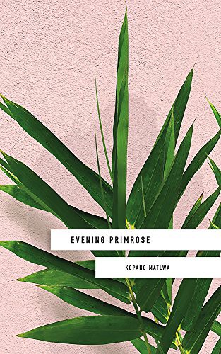 Kopano Matlwa: Evening Primrose (Hardcover, Hodder & Stoughton General Division)